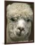 Zephyr Moon, a 2-Year-Old Alpaca, at the Vermont Farm Show in Barre, Vermont, January 23, 2007-Toby Talbot-Framed Photographic Print