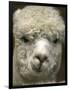 Zephyr Moon, a 2-Year-Old Alpaca, at the Vermont Farm Show in Barre, Vermont, January 23, 2007-Toby Talbot-Framed Photographic Print