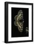 Zerynthia Polyxena (Southern Festoon)-Paul Starosta-Framed Photographic Print