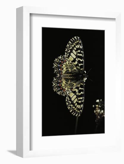 Zerynthia Polyxena (Southern Festoon)-Paul Starosta-Framed Photographic Print