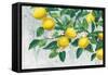 Zesty Lemons-James Wiens-Framed Stretched Canvas