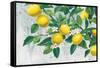 Zesty Lemons-James Wiens-Framed Stretched Canvas