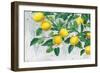 Zesty Lemons-James Wiens-Framed Premium Giclee Print