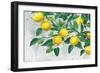 Zesty Lemons-James Wiens-Framed Premium Giclee Print