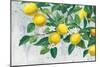 Zesty Lemons-James Wiens-Mounted Premium Giclee Print