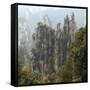 Zhangjiajie National Forest Park, Hunan, China-Ivan Vdovin-Framed Stretched Canvas