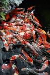 Koi Fish in A Pond in A Buddhist Temple-zhangn1-Photographic Print