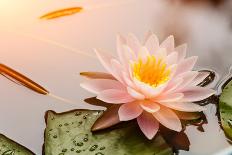 Beautiful Waterlily or Lotus Flower Blooming in the Pond-Zhao jian kang-Mounted Photographic Print