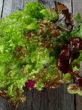 Mixed Lettuce-zhekos-Photographic Print