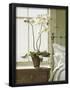 Essential Black