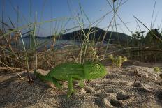 Juvenile African Chameleon (Chamaeleo Africanus) on Ground, Southern the Peloponnese, Greece, May-Ziegler-Framed Photographic Print