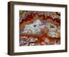 Zig Zag Pattern Crazy Lace Agate-Darrell Gulin-Framed Photographic Print