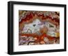 Zig Zag Pattern Crazy Lace Agate-Darrell Gulin-Framed Photographic Print