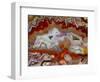 Zig Zag Pattern Crazy Lace Agate-Darrell Gulin-Framed Photographic Print