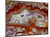 Zig Zag Pattern Crazy Lace Agate-Darrell Gulin-Mounted Photographic Print