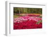 Zig Zag pattern of tulips, Keukenhof Gardens, Lisse, Netherlands-Adam Jones-Framed Photographic Print