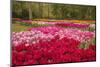 Zig Zag pattern of tulips, Keukenhof Gardens, Lisse, Netherlands-Adam Jones-Mounted Photographic Print