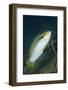 Zigzag Wrasse-Hal Beral-Framed Photographic Print