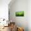 Zigzag-Marcin Sobas-Photographic Print displayed on a wall