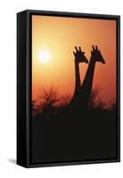Zimbabwe, Maasai Giraffe Standing at Sunset-Roy Toft-Framed Stretched Canvas
