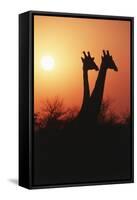 Zimbabwe, Maasai Giraffe Standing at Sunset-Roy Toft-Framed Stretched Canvas