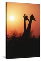 Zimbabwe, Maasai Giraffe Standing at Sunset-Roy Toft-Stretched Canvas