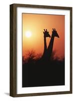 Zimbabwe, Maasai Giraffe Standing at Sunset-Roy Toft-Framed Photographic Print