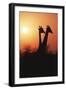 Zimbabwe, Maasai Giraffe Standing at Sunset-Roy Toft-Framed Photographic Print