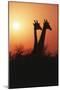 Zimbabwe, Maasai Giraffe Standing at Sunset-Roy Toft-Mounted Photographic Print