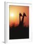 Zimbabwe, Maasai Giraffe Standing at Sunset-Roy Toft-Framed Photographic Print