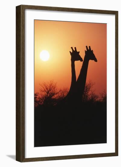 Zimbabwe, Maasai Giraffe Standing at Sunset-Roy Toft-Framed Photographic Print