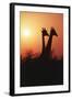 Zimbabwe, Maasai Giraffe Standing at Sunset-Roy Toft-Framed Photographic Print