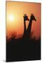 Zimbabwe, Maasai Giraffe Standing at Sunset-Roy Toft-Mounted Photographic Print