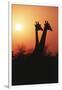 Zimbabwe, Maasai Giraffe Standing at Sunset-Roy Toft-Framed Premium Photographic Print