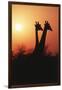 Zimbabwe, Maasai Giraffe Standing at Sunset-Roy Toft-Framed Premium Photographic Print