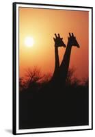 Zimbabwe, Maasai Giraffe Standing at Sunset-Roy Toft-Framed Premium Photographic Print