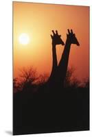 Zimbabwe, Maasai Giraffe Standing at Sunset-Roy Toft-Mounted Premium Photographic Print