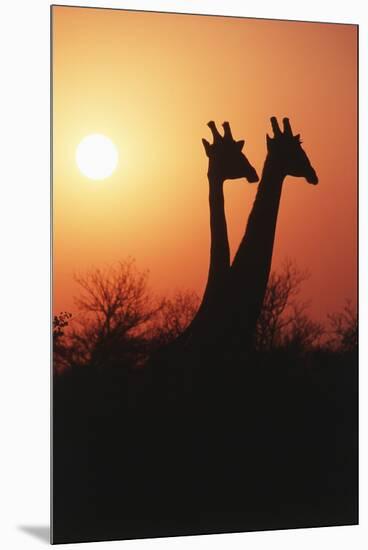 Zimbabwe, Maasai Giraffe Standing at Sunset-Roy Toft-Mounted Premium Photographic Print