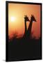 Zimbabwe, Maasai Giraffe Standing at Sunset-Roy Toft-Framed Premium Photographic Print