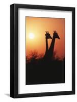 Zimbabwe, Maasai Giraffe Standing at Sunset-Roy Toft-Framed Photographic Print