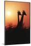 Zimbabwe, Maasai Giraffe Standing at Sunset-Roy Toft-Mounted Photographic Print