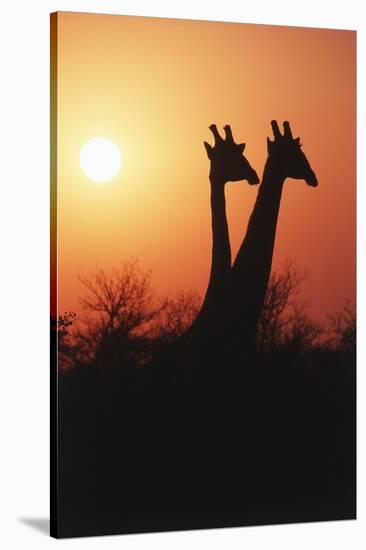 Zimbabwe, Maasai Giraffe Standing at Sunset-Roy Toft-Stretched Canvas