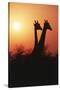 Zimbabwe, Maasai Giraffe Standing at Sunset-Roy Toft-Stretched Canvas