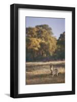 Zimbabwe, View of Burchells Zebra Linkwasha in Hwange National Park-Stuart Westmorland-Framed Photographic Print