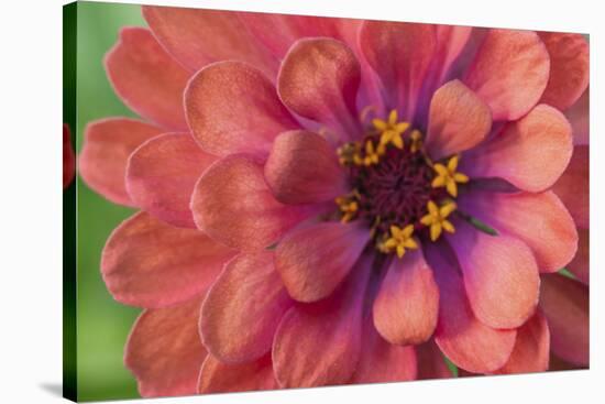 Zinnia blossom-Anna Miller-Stretched Canvas