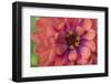 Zinnia blossom-Anna Miller-Framed Photographic Print