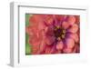 Zinnia blossom-Anna Miller-Framed Photographic Print