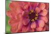 Zinnia blossom-Anna Miller-Mounted Photographic Print