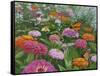 Zinnia Bouquet-Fred Szatkowski-Framed Stretched Canvas