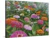 Zinnia Bouquet-Fred Szatkowski-Stretched Canvas